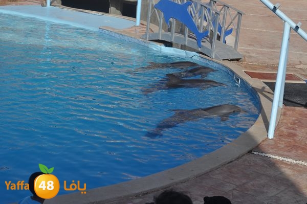 sharmelskhe8634 (22).jpg